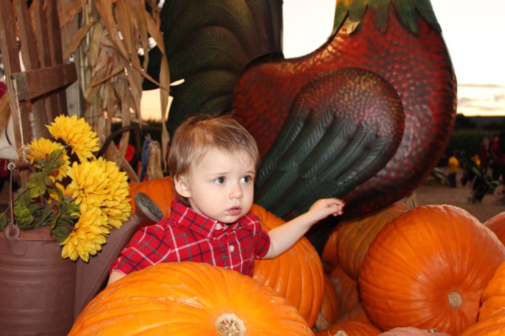 20161014-pumpkin-patch-013a